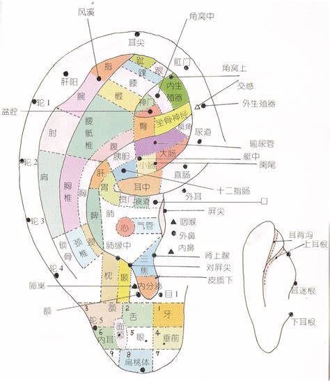 日本 五行 耳穴貼是什麼